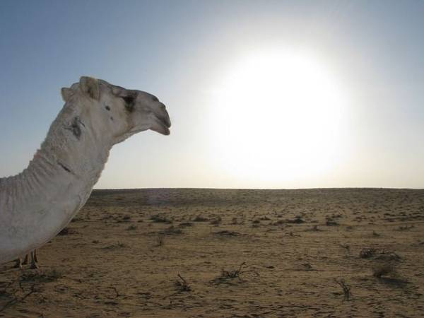 🇸🇦 TARIFA ERROR: ¡¡¡VUELOS MADRID – ARABIA SAUDI POR 69 EUROS!!!