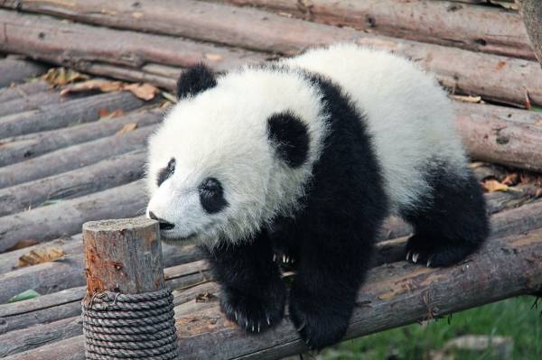 🇨🇳 VER OSOS PANDA EN CHENGDU, CHINA,  POR 369 EUROS!!