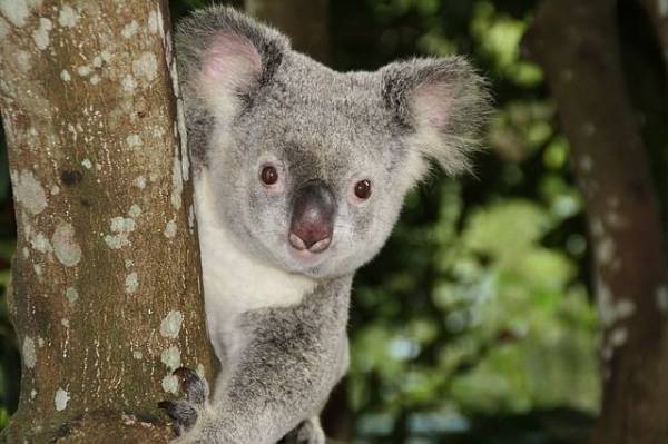 🇦🇺 TARIFA ERROR: VUELOS A MITAD DE PRECIO A AUSTRALIA