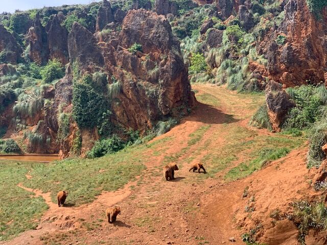 Osos pardos en el recinto de 33 hectáreas del Parque de la Naturaleza de Cabárceno, entre los paredones de roca de la antigua mina de hierro