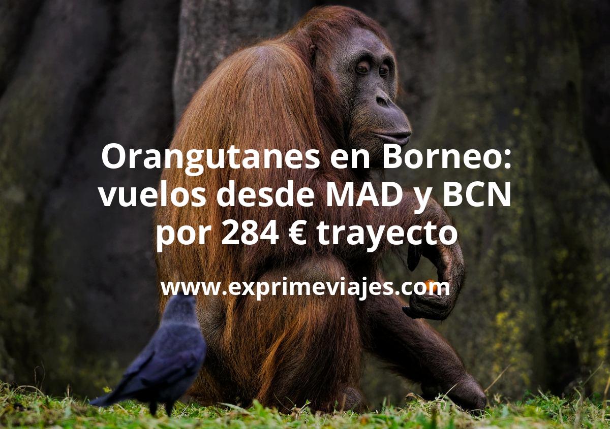 ✈️ Orangutanes en Borneo: vuelos por 284 € trayecto