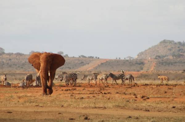 🇰🇪 Kenia: vuelos a Nairobi por 420 euros ida y vuelta