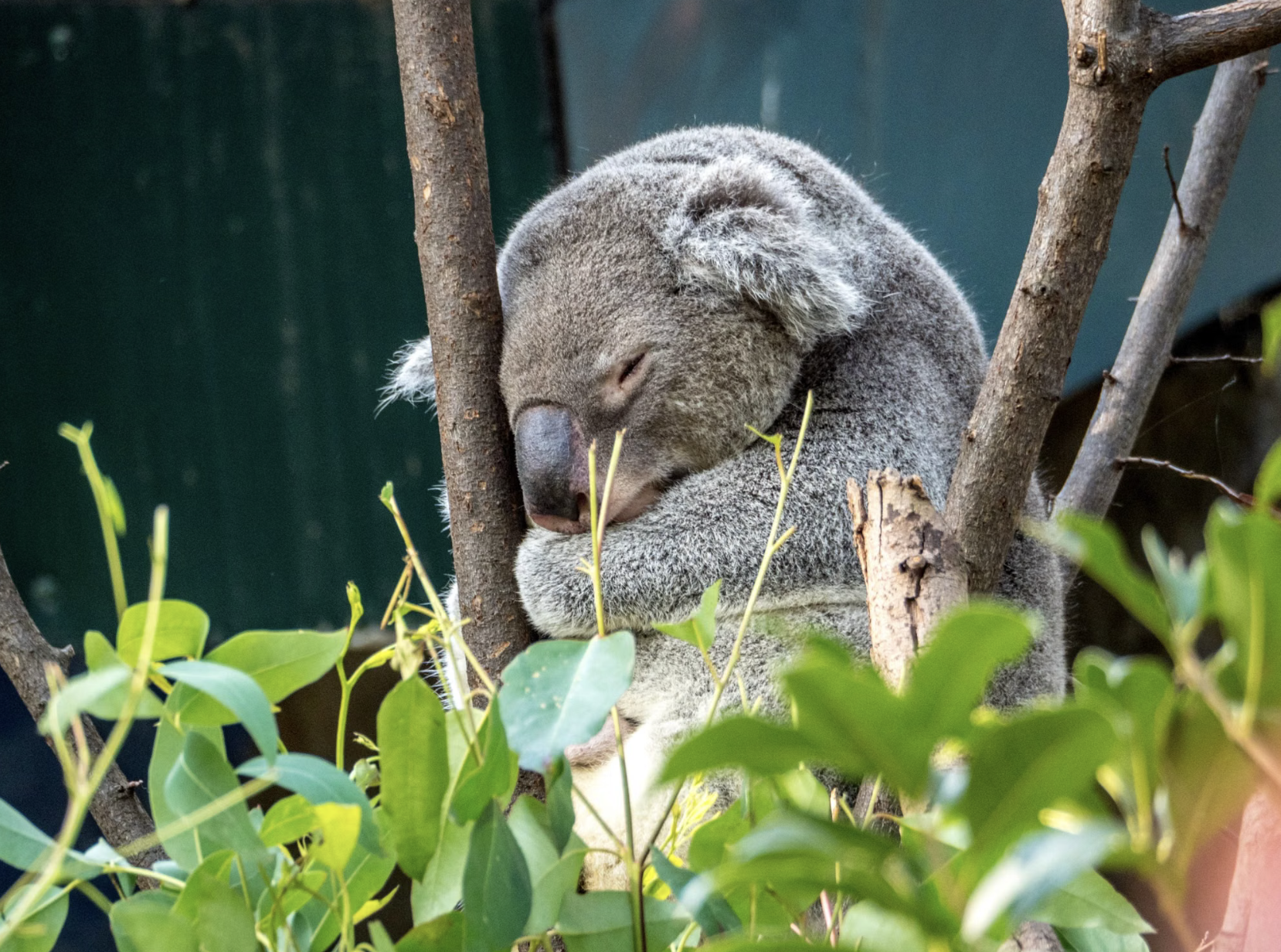 🇦🇺 Australia: vuelos a Melbourne por 686 euros ida y vuelta