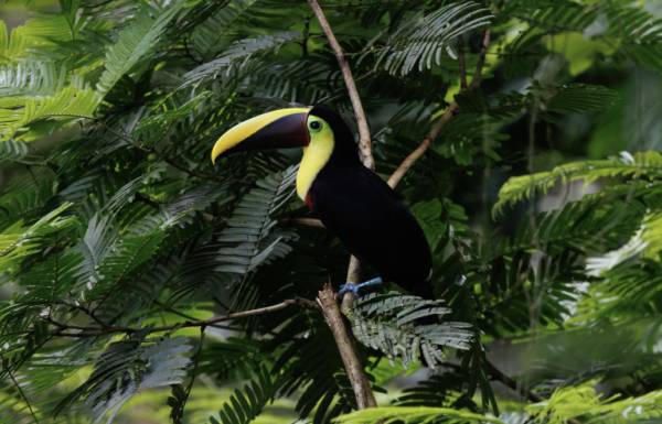 🇨🇷 Costa Rica: vuelos a San José por 437 euros ida y vuelta