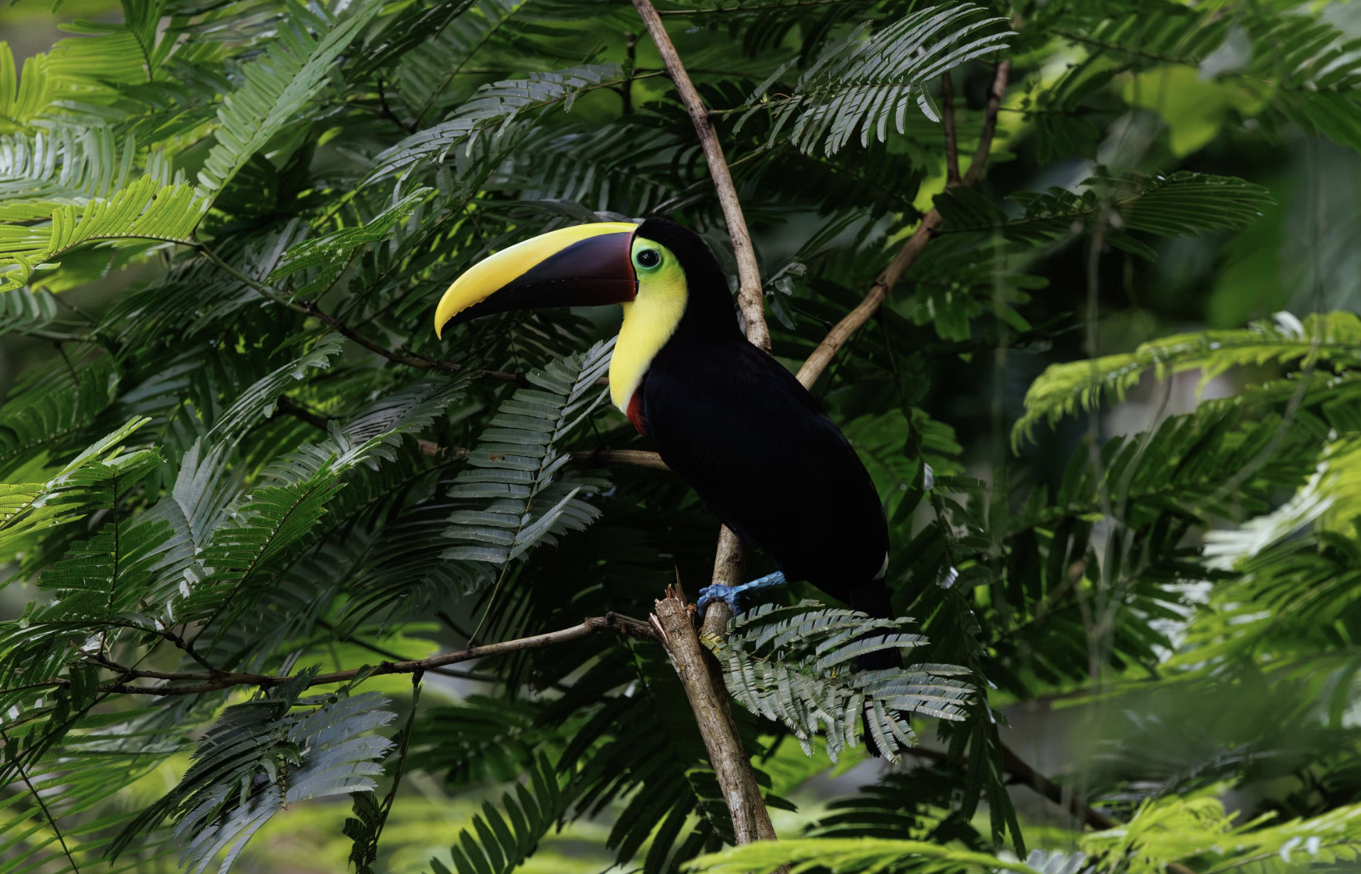 🇨🇷 Costa Rica en verano: vuelos a San José por 571 euros ida y vuelta